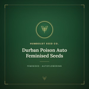 Durban Poison Auto Feminised Seeds Durban Poison Auto Feminised Seeds