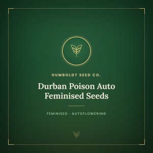 Durban Poison Auto Feminised Seeds