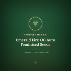 Emerald Fire OG Auto Feminised Seeds Emerald Fire OG Auto Feminised Seeds