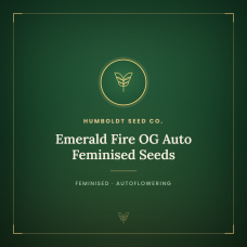 Emerald Fire OG Auto Feminised Seeds Emerald Fire OG Auto Feminised Seeds