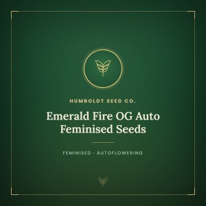 Emerald Fire OG Auto Feminised Seeds