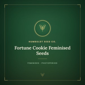 Fortune Cookie Feminised Seeds Fortune Cookie Feminised Seeds