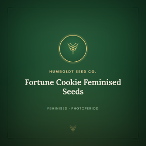 Fortune Cookie Feminised Seeds Fortune Cookie Feminised Seeds