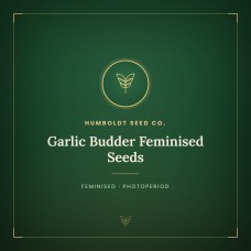 Garlic Budder Feminised Seeds Garlic Budder Feminised Seeds