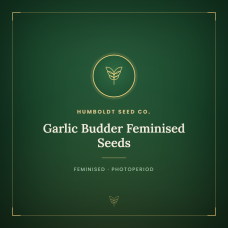 Garlic Budder Feminised Seeds Garlic Budder Feminised Seeds