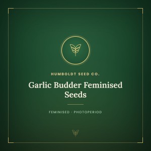 Garlic Budder Feminised Seeds Garlic Budder Feminised Seeds