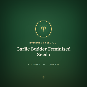 Garlic Budder Feminised Seeds Garlic Budder Feminised Seeds