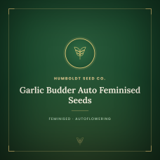 Garlic Budder Auto Feminised Seeds Garlic Budder Auto Feminised Seeds