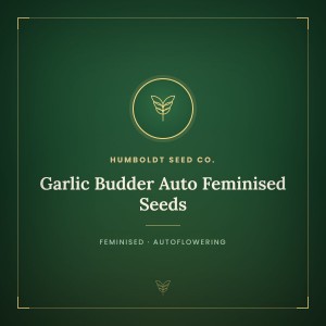 Garlic Budder Auto Feminised Seeds Garlic Budder Auto Feminised Seeds
