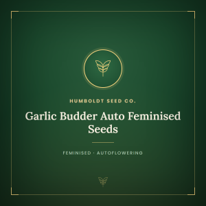 Garlic Budder Auto Feminised Seeds Garlic Budder Auto Feminised Seeds