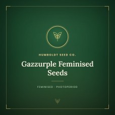 Gazzurple Feminised Seeds Gazzurple Feminised Seeds