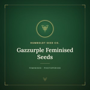 Gazzurple Feminised Seeds