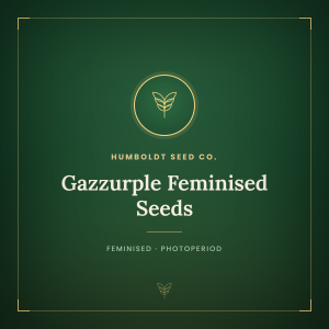 Gazzurple Feminised Seeds Gazzurple Feminised Seeds