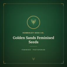 Golden Sands Feminised Seeds Golden Sands Feminised Seeds
