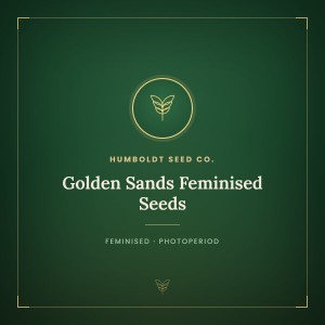Golden Sands Feminised Seeds