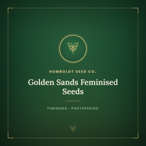 Golden Sands Feminised Seeds Golden Sands Feminised Seeds