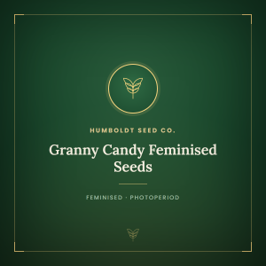 Granny Candy Feminised Seeds Granny Candy Feminised Seeds