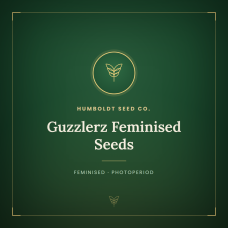 Guzzlerz Feminised Seeds Guzzlerz Feminised Seeds