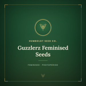 Guzzlerz Feminised Seeds