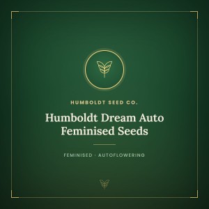 Humboldt Dream Auto Feminised Seeds Humboldt Dream Auto Feminised Seeds