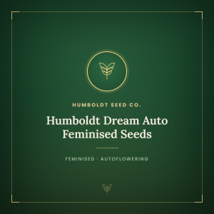 Humboldt Dream Auto Feminised Seeds Humboldt Dream Auto Feminised Seeds