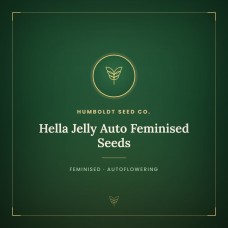 Hella Jelly Auto Feminised Seeds Hella Jelly Auto Feminised Seeds