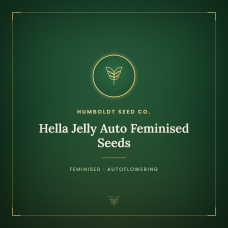Hella Jelly Auto Feminised Seeds Hella Jelly Auto Feminised Seeds