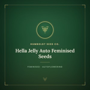 Hella Jelly Auto Feminised Seeds Hella Jelly Auto Feminised Seeds