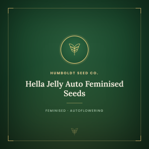 Hella Jelly Auto Feminised Seeds Hella Jelly Auto Feminised Seeds