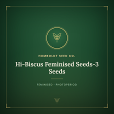 Hi-Biscus Feminised Seeds-3 Seeds Hi-Biscus Feminised Seeds-3 Seeds