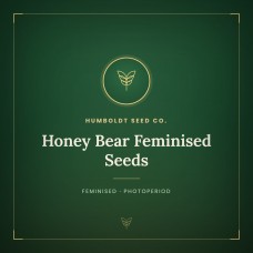 Honey Bear Feminised Seeds Honey Bear Feminised Seeds