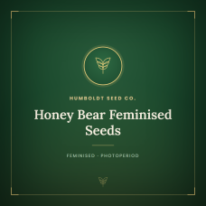 Honey Bear Feminised Seeds Honey Bear Feminised Seeds