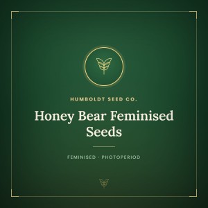 Honey Bear Feminised Seeds
