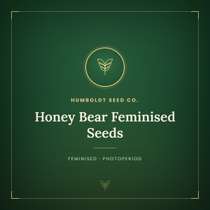 Honey Bear Feminised Seeds