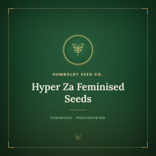 Hyper Za Feminised Seeds Hyper Za Feminised Seeds