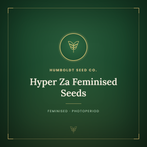 Hyper Za Feminised Seeds Hyper Za Feminised Seeds