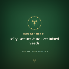 Jelly Donutz Auto Feminised Seeds Jelly Donutz Auto Feminised Seeds