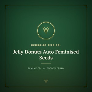 Jelly Donutz Auto Feminised Seeds