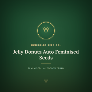 Jelly Donutz Auto Feminised Seeds