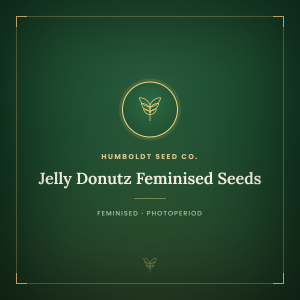 Jelly Donutz Feminised Seeds Jelly Donutz Feminised Seeds