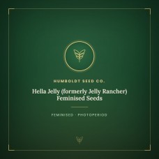Hella Jelly (formerly Jelly Rancher) Feminised Seeds Hella Jelly (formerly Jelly Rancher) Feminised Seeds