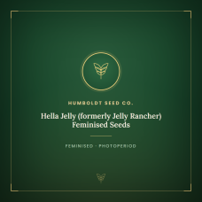 Hella Jelly (formerly Jelly Rancher) Feminised Seeds Hella Jelly (formerly Jelly Rancher) Feminised Seeds