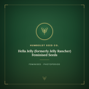 Hella Jelly (formerly Jelly Rancher) Feminised Seeds Hella Jelly (formerly Jelly Rancher) Feminised Seeds