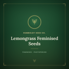 Lemongrass Feminised Seeds Lemongrass Feminised Seeds