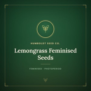 Lemongrass Feminised Seeds Lemongrass Feminised Seeds