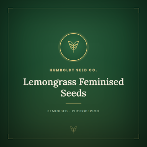 Lemongrass Feminised Seeds Lemongrass Feminised Seeds