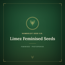 Limez Feminised Seeds Limez Feminised Seeds