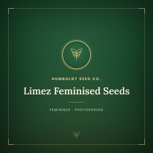 Limez Feminised Seeds