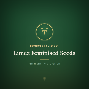 Limez Feminised Seeds Limez Feminised Seeds