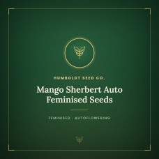 Mango Sherbert Auto Feminised Seeds Mango Sherbert Auto Feminised Seeds
